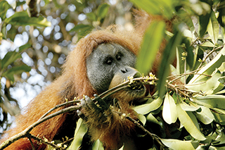 New orang utan species in Sumatra